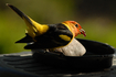Tanager at jelly feeder.jpg